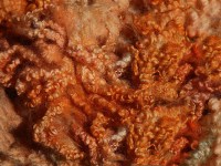 la_Wensleydale_coral_3_640x480_2